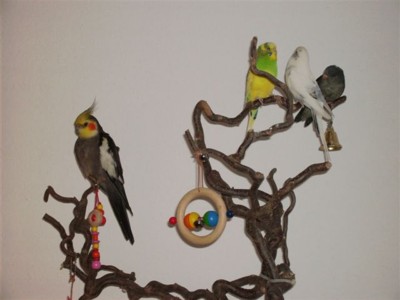 Das sind meine Freunde: Gigi... Yellow-Green und Snowy... und ganz rechts außen, das bin ich!