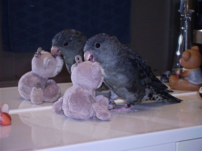 Dafür muss jetzt Frauchens Teddy herhalten, damit ich nicht aus der Übung komme!