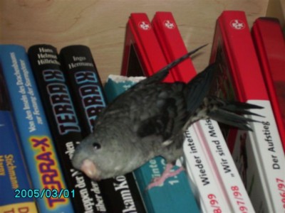 ...aber ich bin ein Frechdachs und überall anzutreffen! Auch im Bücherregal!