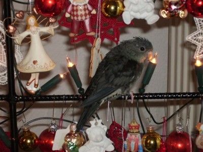 Und ratet mal, was ich mir vom Christkind gewünscht habe?