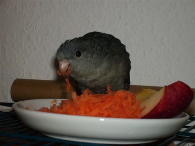 Wie alle Kathis bin ich ein kleines Leckermäulchen. Frauchen ist sehr besorgt um mich und passt auf, dass ich viel Vitamine bekomme!